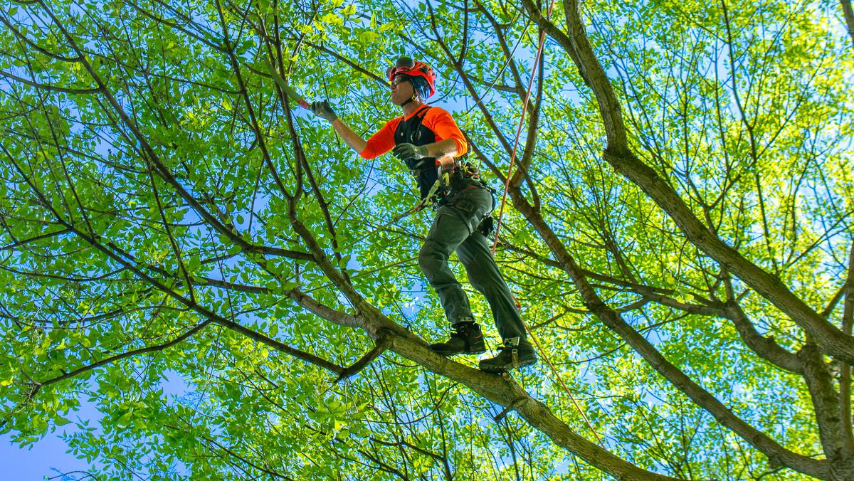 Tree Removal